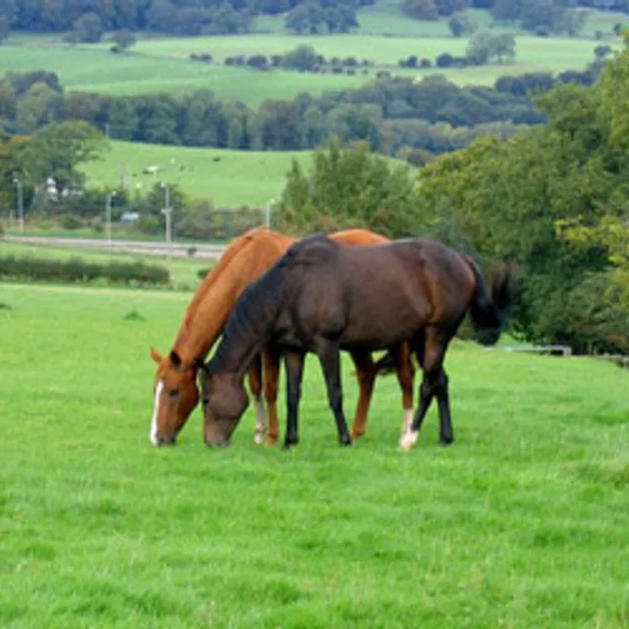 family and horses